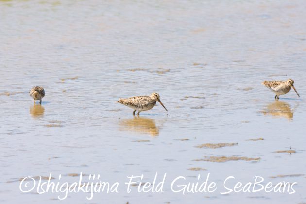 8月30日石垣島バードウオッチング＆野鳥撮影2
