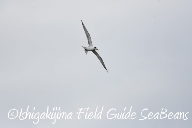 8月27日石垣島バードウオッチング＆野鳥撮影10