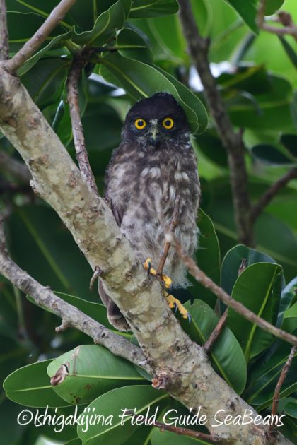 8月2日石垣島　バードウオッチング　野鳥撮影19