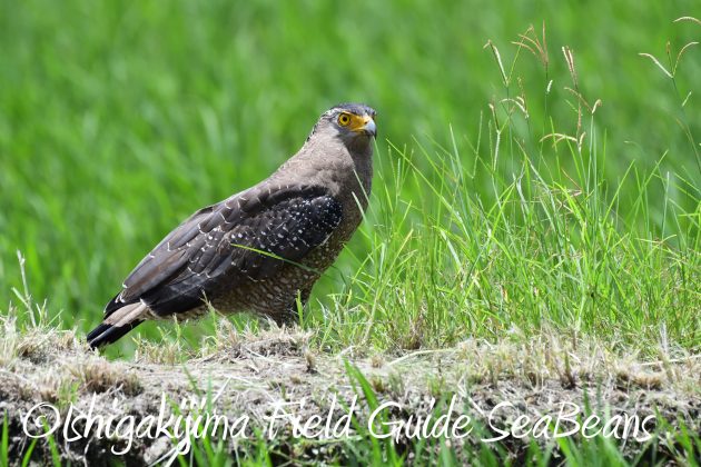 8月27日石垣島バードウオッチング＆野鳥撮影14