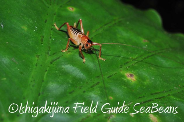 8月2日　石垣島ナイトツアー13