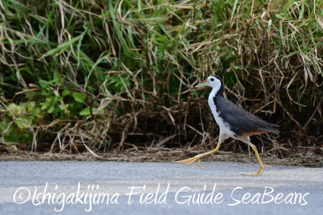 8月2日石垣島　バードウオッチング　野鳥撮影20
