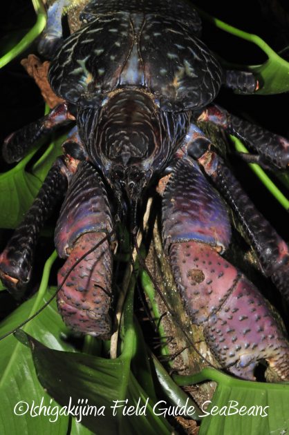 8月24日石垣島ナイトツアー12