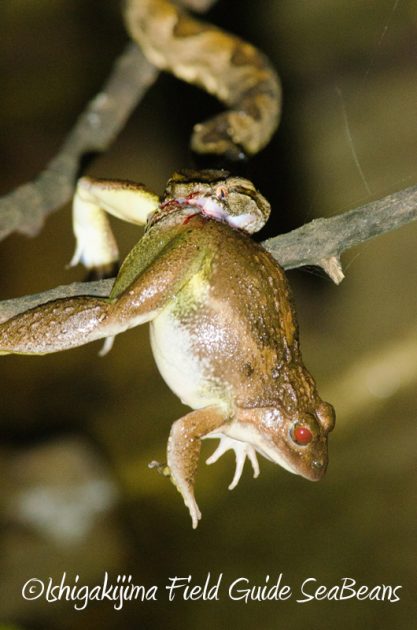 8月10日石垣島ナイトツアー10