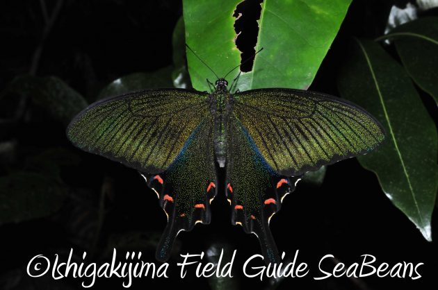 8月24日石垣島ナイトツアー11