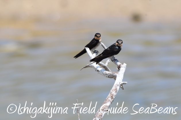 8月16日石垣島　バードウオッチング＆野鳥撮影ガイド9