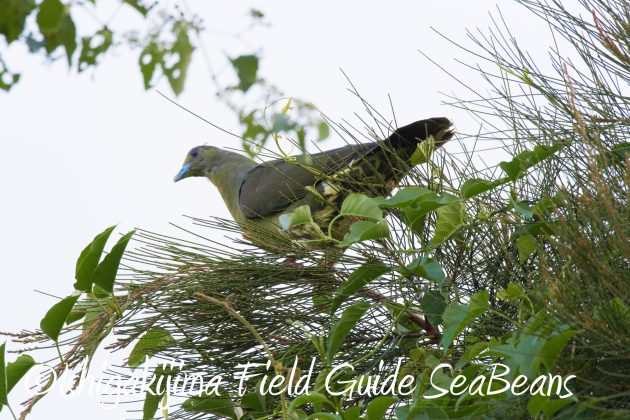 8月25日石垣島バードウオッチング＆野鳥撮影ガイド16