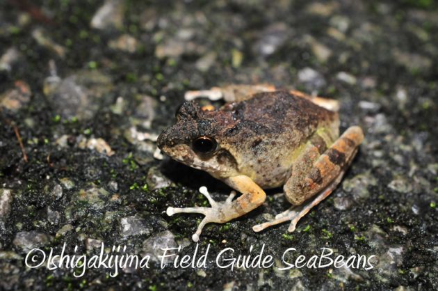 8月7日石垣島 ナイトツアー3