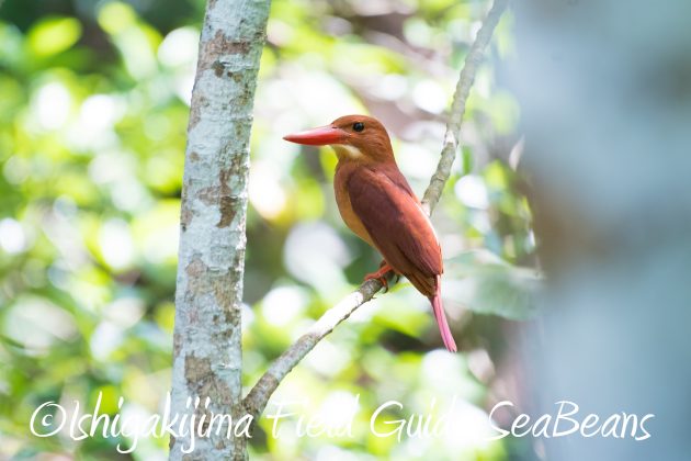 8月24日リュウキュウアカショウビン撮影ガイド4