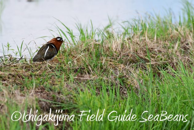 8月11日石垣島バードウオッチング＆野鳥撮影7