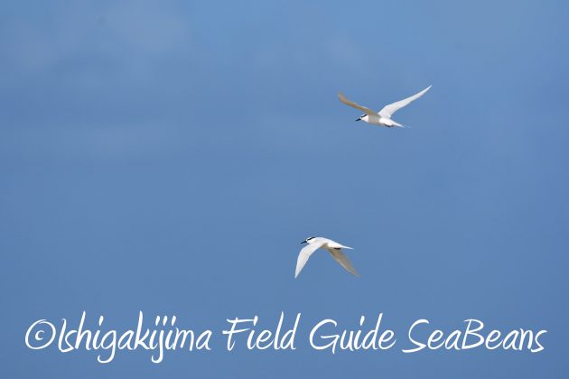 8月26日石垣島バードウオッチング＆野鳥撮影ガイド17