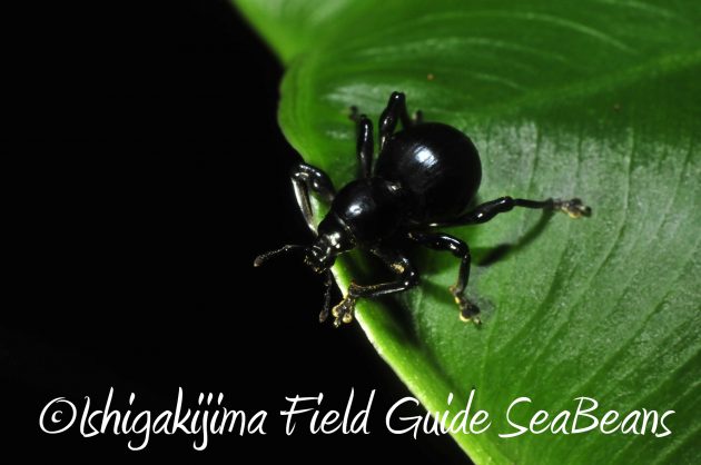 8月12日石垣島ナイトツアー16