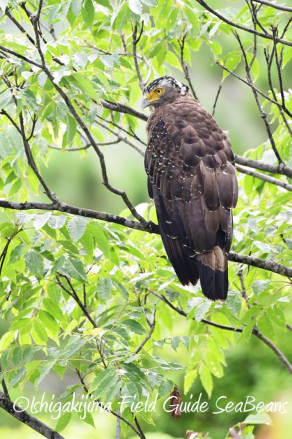 8月10日石垣島 バードウオッチング&野鳥撮影7