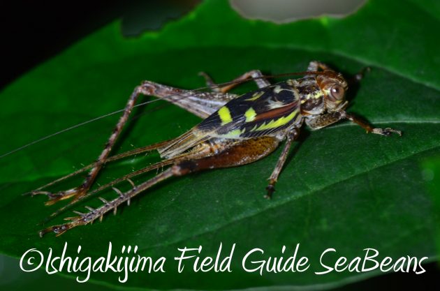 8.16石垣島ナイトツアー17