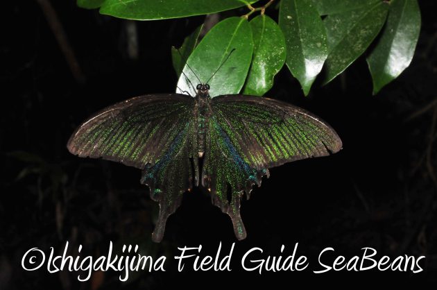 8月17日石垣島ナイトツアー10