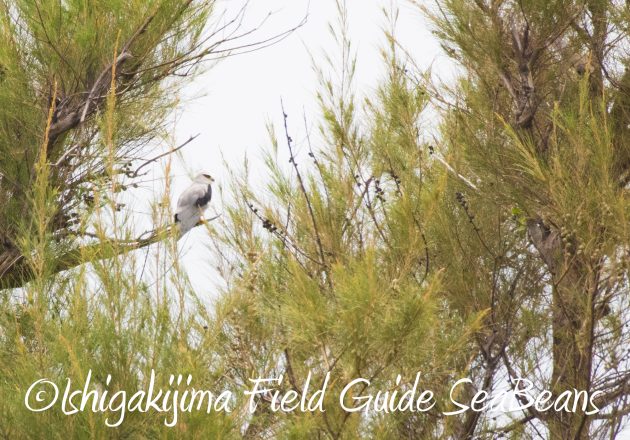 8月17日石垣島バードウオッチング&野鳥撮影19