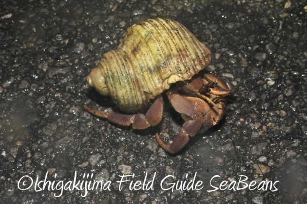 8月10日石垣島ナイトツアー3