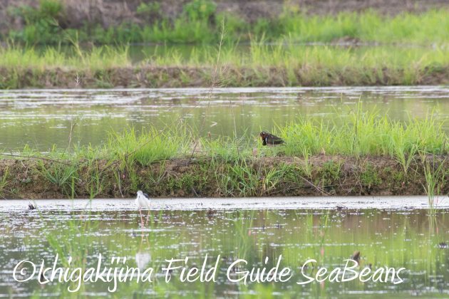 8月16日石垣島　バードウオッチング＆野鳥撮影ガイド18