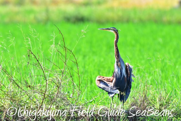 8月30日石垣島バードウオッチング＆野鳥撮影15