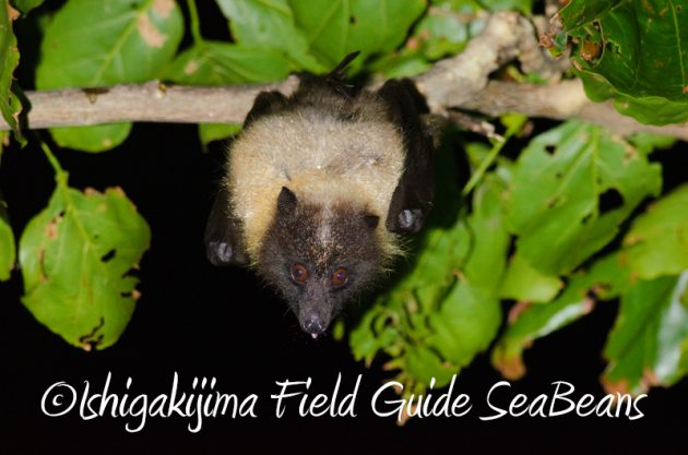 8月5日　石垣島ナイトツアー17