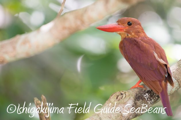 8月24日リュウキュウアカショウビン撮影ガイド3