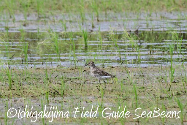 8月13日石垣島バードウオッチング＆野鳥撮影12