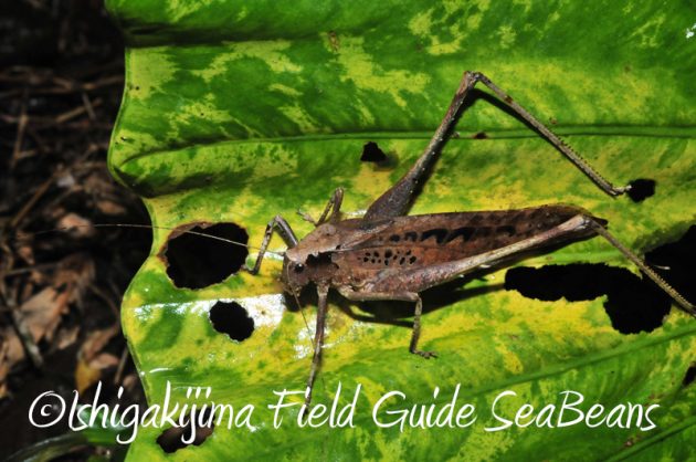 8月5日　石垣島ナイトツアー13