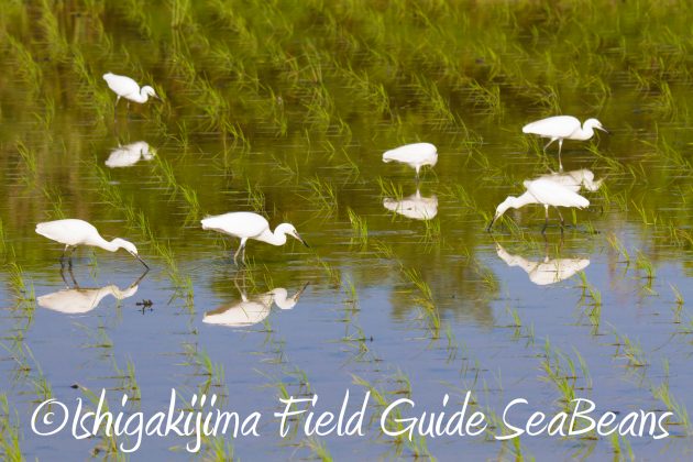 8月30日石垣島バードウオッチング＆野鳥撮影5