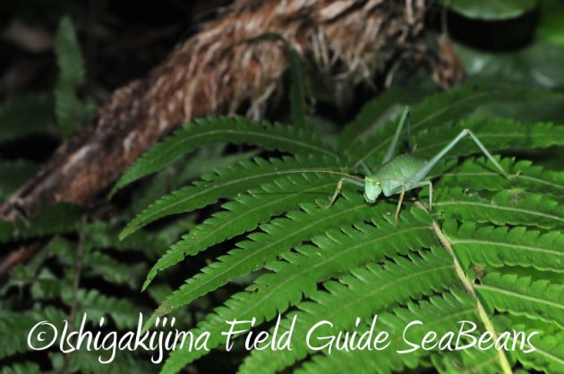 8月8日 石垣島ナイトツアー11