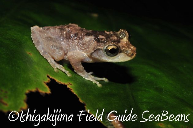 8.16石垣島ナイトツアー15