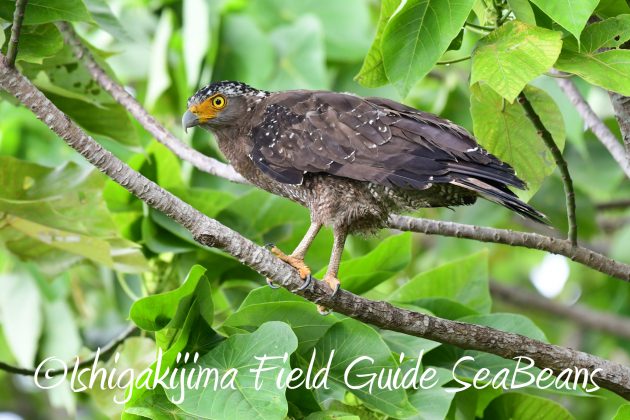 8月17日石垣島バードウオッチング&野鳥撮影12