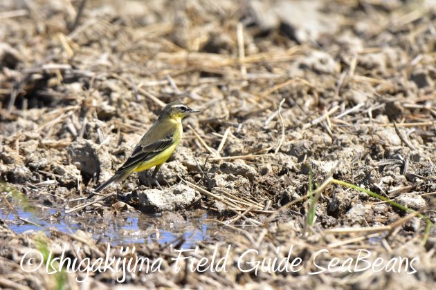 8月30日石垣島バードウオッチング＆野鳥撮影8