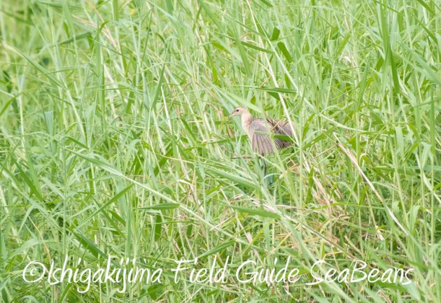 8月2日石垣島　バードウオッチング　野鳥撮影13