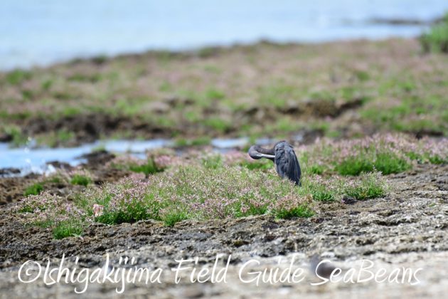 8月9日石垣島の野鳥　バードウオッチング5