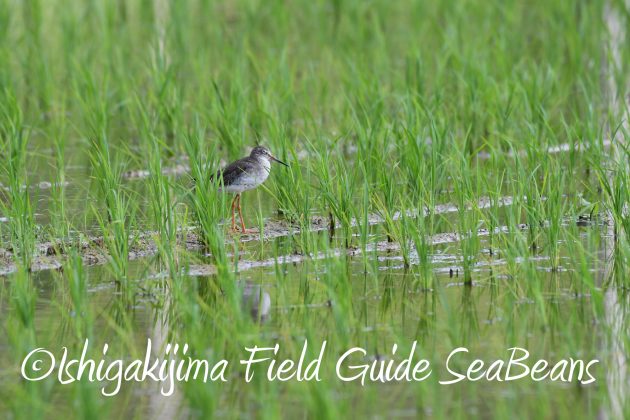 8月25日石垣島バードウオッチング＆野鳥撮影ガイド11
