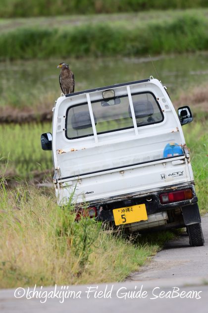 8月12日石垣島バードウオッチング＆野鳥撮影9