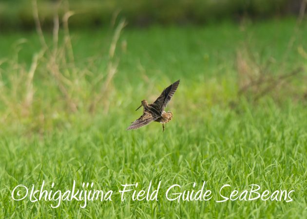 8.28石垣島バードウオッチング＆野鳥撮影6