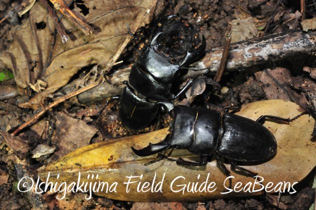 8月1日　石垣島ナイトツアー6