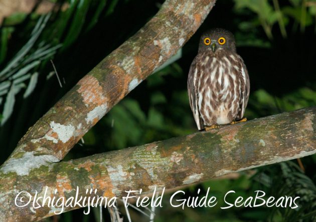 7月31日 石垣島ナイトツアー3