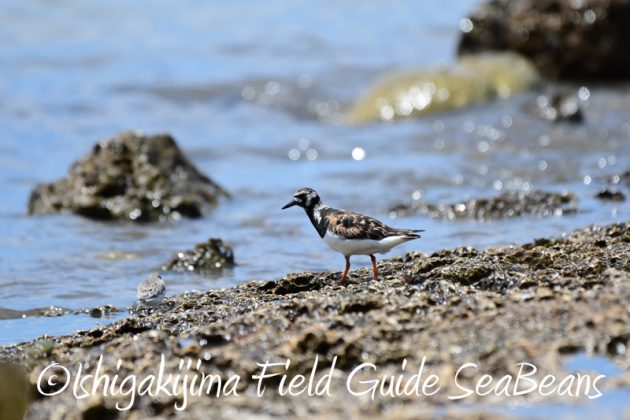 8月9日石垣島の野鳥　バードウオッチング3