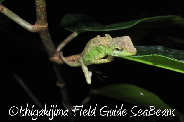 8月12日石垣島ナイトツアー17