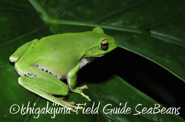 8月11日石垣島ナイトツアー7