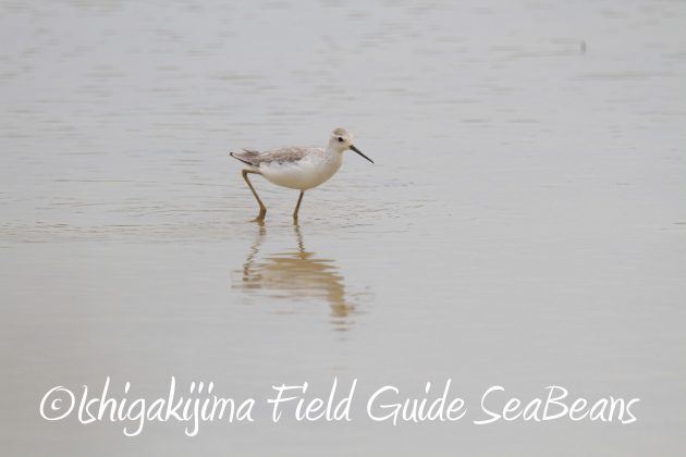 8月31日石垣島バードウオッチング＆野鳥撮影12
