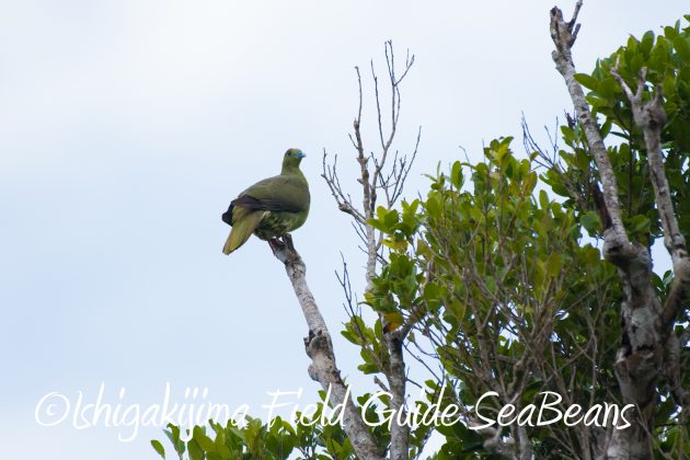 8月17日石垣島バードウオッチング&野鳥撮影14