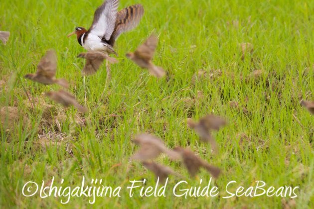 8月31日石垣島バードウオッチング＆野鳥撮影16