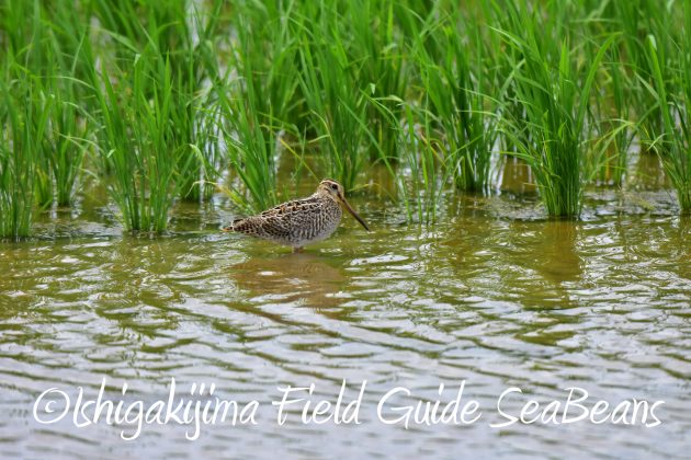 8.28石垣島バードウオッチング＆野鳥撮影7