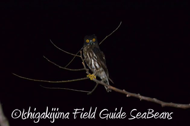 8月9日石垣島ナイトツアー3