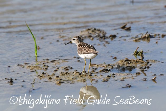 8月2日石垣島　バードウオッチング　野鳥撮影10