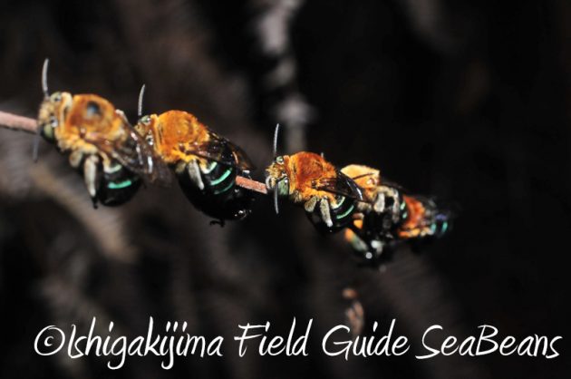 8月2日　石垣島ナイトツアー8