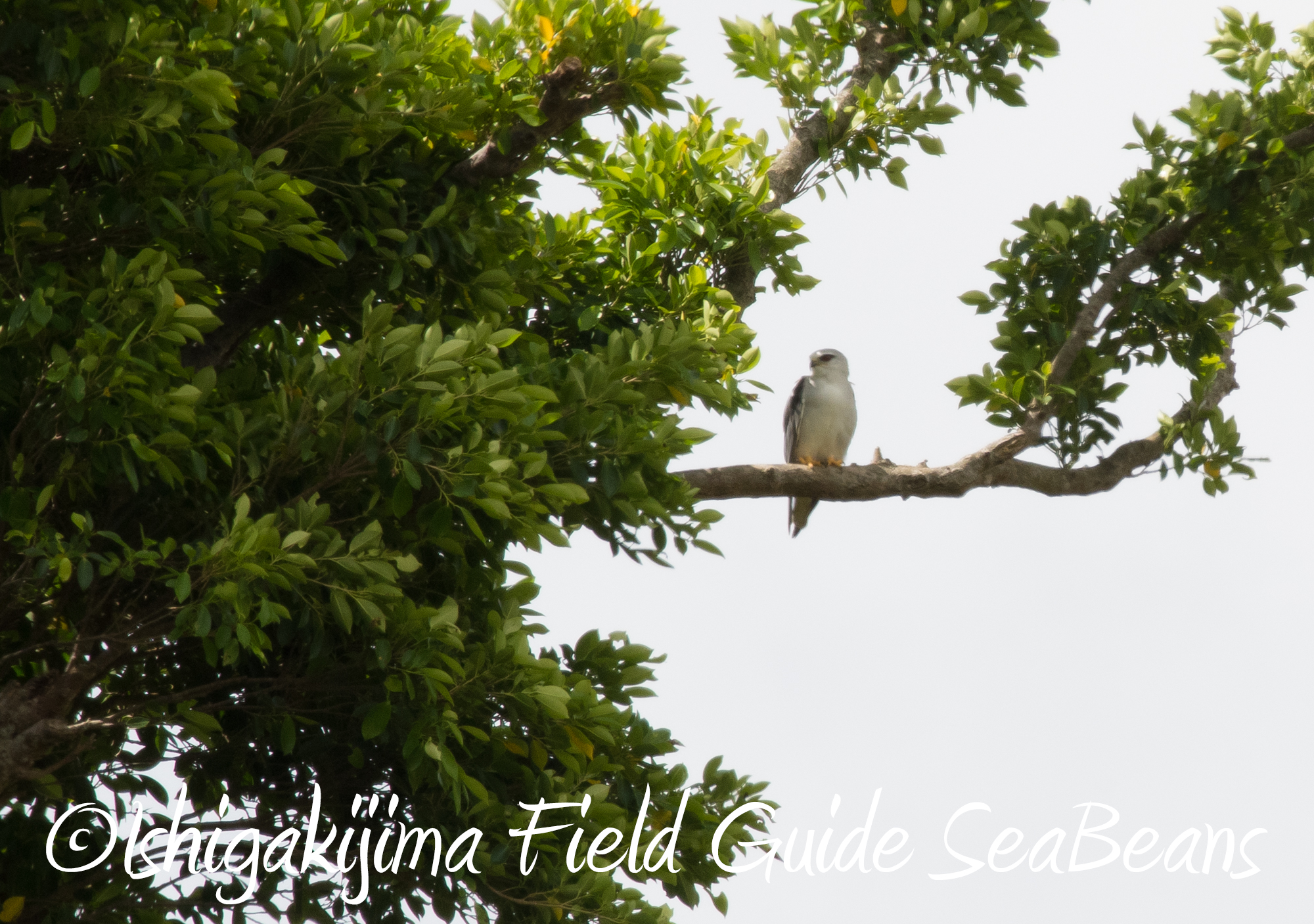 石垣島 秋の渡り鳥とツルクイナとカタグロトビ！！バードウオッチング＆野鳥撮影ツアー！！